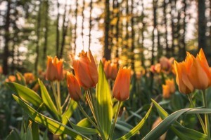 4 Ways To Allow Your eLearners To Bloom