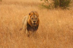 Don’t Shut Down That Amygdala, Please: How To Not Scare Off Learners