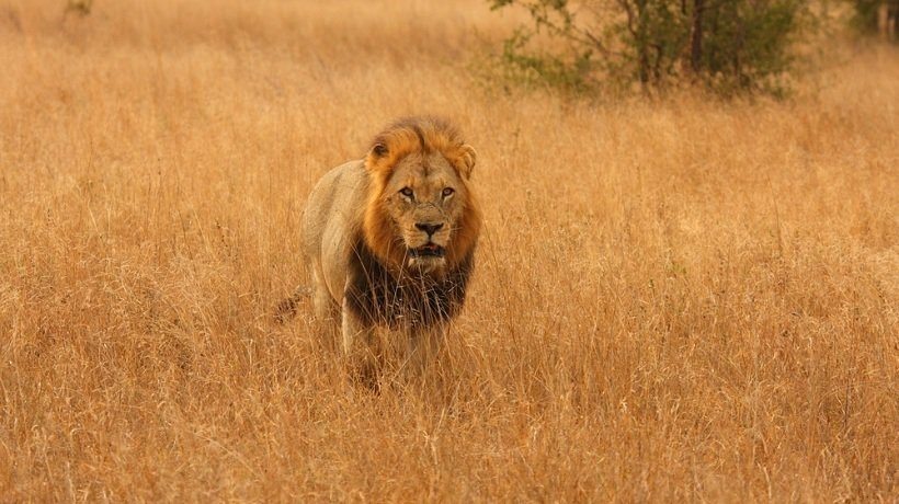 Understanding Shut Down Learners >> Don T Shut Down That Amygdala Please How To Not Scare Off Learners Understanding Shut Down Learners >> Don T Shut Down That Amygdala Please How To Not Scare Off Learners