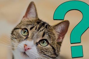 Did Learner Curiosity Kill The Valedictorian?