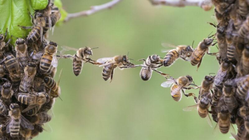 Arılar Ekip Çalışması Hakkında Bize Ne Öğretebilir?